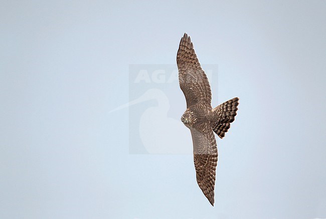 Northern Goshawk (1cy female) in flight at Arresø, Denmark. stock-image by Agami/Helge Sorensen,