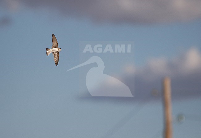 Pale sand martin (Riparia diluta) in Russia. stock-image by Agami/Magnus Hellström,