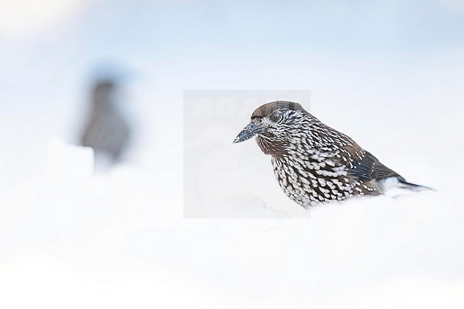 Spotted Nutcracker (Nucifraga caryocatactes) sitting in the snow in bulgarian mountain. stock-image by Agami/Marcel Burkhardt,