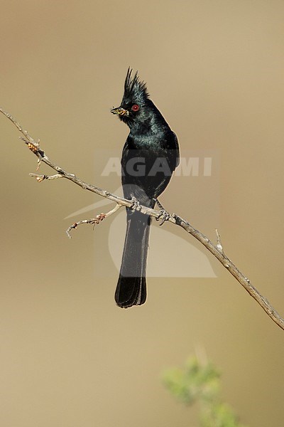 Adult male Phainopepla (Phainopepla nitens) perhed on a small branch against brown background in Riverside Co., California, United States. stock-image by Agami/Brian E Small,