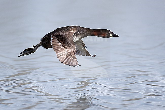 Little Grebe (Tachybaptus ruficollis) in Italy. stock-image by Agami/Daniele Occhiato,