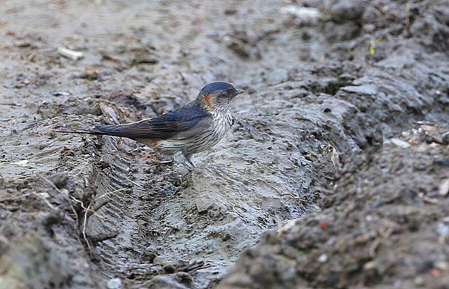 Amur Red-rumped Swallow (Cecropis daurica daurica) adult perched on the ground collecting mud. stock-image by Agami/James Eaton,