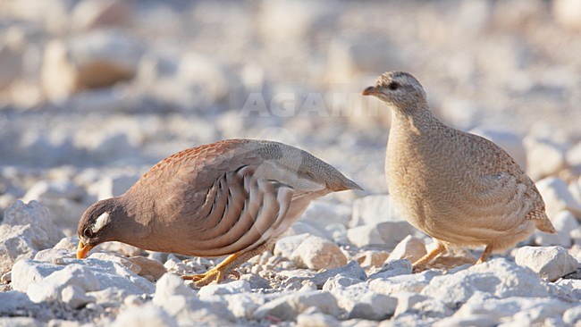 Paartje Arabische Woestijnpatrijzen; Pair of Sand Partridges stock-image by Agami/Markus Varesvuo,