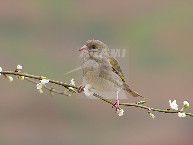 Groenling op een takje; European Greenfinch perched on a twig stock-image by Agami/Reint Jakob Schut,