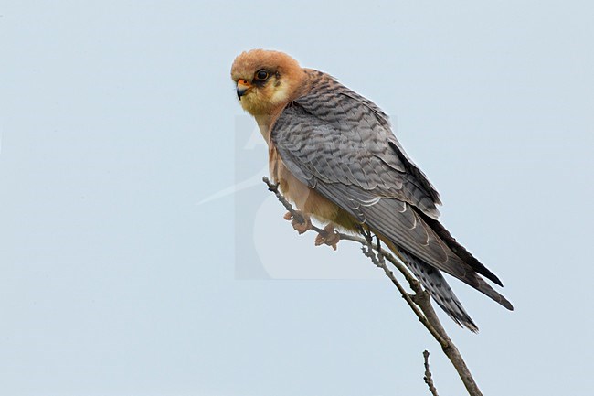 Volwassen vrouwtje Roodpootvalk; Adult female Red-footed Falcon stock-image by Agami/Daniele Occhiato,