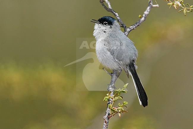 Adult male breeding
Pima Co., AZ
April 2006 stock-image by Agami/Brian E Small,