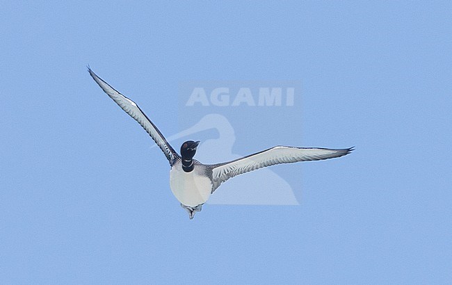 Adult Common Loon (Gavia immer) in summer plumage in flight against a blue sky as background. stock-image by Agami/Brian Sullivan,