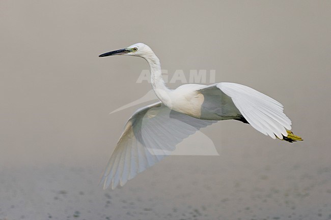 Kleine Zilverreiger in de vlucht; Little Egret in flight stock-image by Agami/Daniele Occhiato,