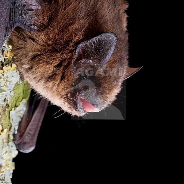 Gewone Dwergvleermuis op een steen; Common Pipistrelle perched on a stone stock-image by Agami/Theo Douma,