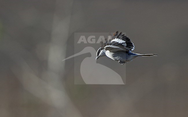 Great Grey Shrike (Lanius excubitor koenigi) in fligth hunting at Fuerteventura, Canary Islands, Spain stock-image by Agami/Helge Sorensen,