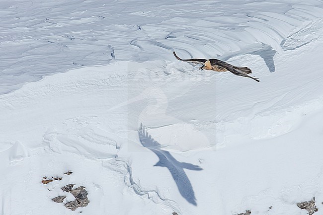 Adult  Bearded Vulture (Gypaetus barbatus) flying over snow covered moutain landscape in the swiss alps. stock-image by Agami/Marcel Burkhardt,