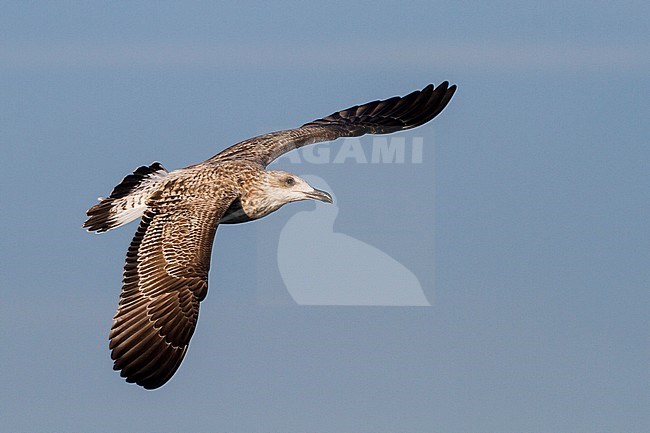 Yellow-legged Gull - MIttelmeermöwe - Larus michahellis ssp. michahellis, Germany, 1st W stock-image by Agami/Ralph Martin,