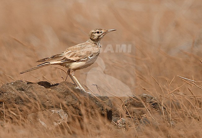 Greater Hoopoe-Lark (Alaemon alaudipes) is a breeding bird on several islands of Cape Verde. stock-image by Agami/Eduard Sangster,