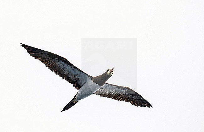 Adult Brown booby (Sula leucogaster leucogaster) off the coast of Gabon. stock-image by Agami/Pete Morris,