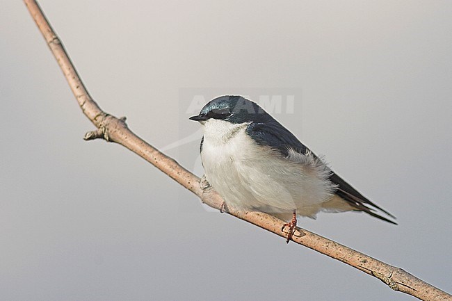 Tree Swallow (Tachycineta bicolor) in Toronto, Ontario, Canada. stock-image by Agami/Glenn Bartley,