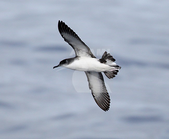 Noordse Pijlstormvogel in vlucht; Manx Shearwater in Flight stock-image by Agami/Mike Danzenbaker,