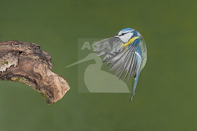 Pimpelmees, Blue Tit stock-image by Agami/Alain Ghignone,