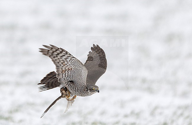 First winter female Eurasian Sparrowhawk (Accipiter nisus) with a newly caught Redwing flying over a snow-covered field at Rudersdal, Denmark stock-image by Agami/Helge Sorensen,