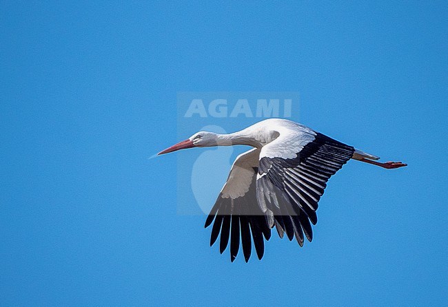 White Stork (Ciconia ciconia) adult in flight stock-image by Agami/Roy de Haas,