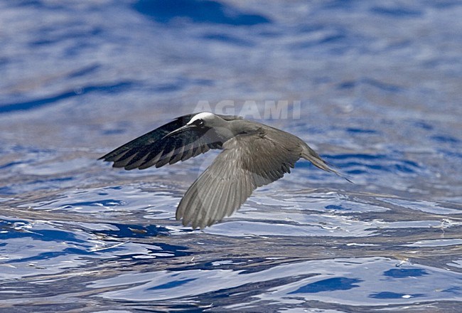 Black Noddy vliegend; Witkapnoddy flying stock-image by Agami/Marc Guyt,