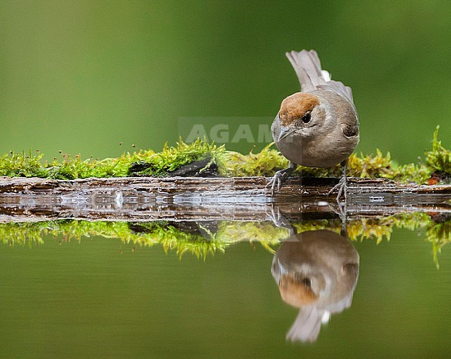 Zwartkop vrouw zittend bij drinkvijver; Blackcap female perched at drinking pool stock-image by Agami/Marc Guyt,