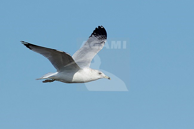 2nd winter Ring-billed Gull (Larus delawarensis)
Cape May Co., N.J.
March 2017 stock-image by Agami/Brian E Small,