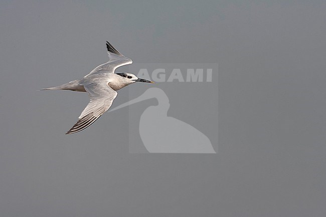 Sandwich Tern (Thalasseus sandvicensis) along the North sea coast during autumn migration in the Netherlands. stock-image by Agami/Marc Guyt,