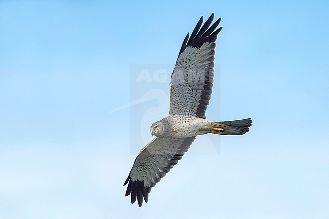 Adult male Northern Harrier (Circus hudsonius) in flight during late autumn.
Riverside County, California, USA. stock-image by Agami/Brian E Small,