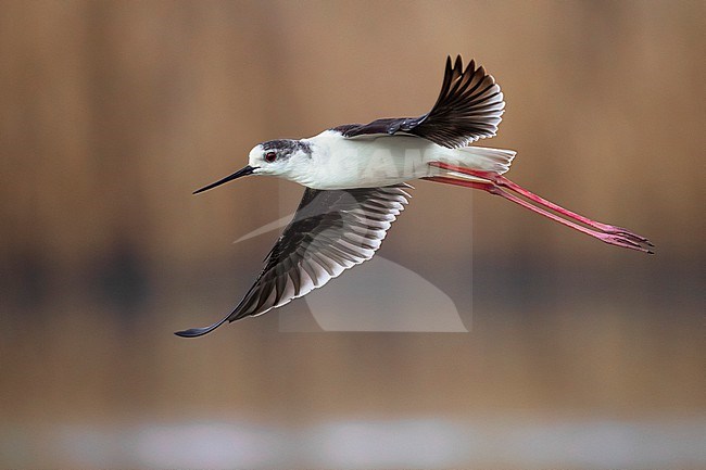 Black-winged Stilt (Himantopus himantopus) in Italy. stock-image by Agami/Daniele Occhiato,