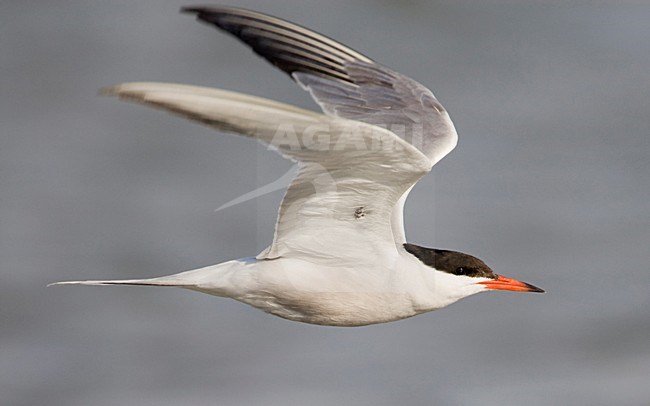 Vliegende Visdief; Flying Common tern stock-image by Agami/Arie Ouwerkerk,