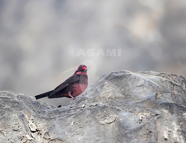 Dark-breasted rosefinch (Procarduelis nipalensis) perched on a rock stock-image by Agami/Pete Morris,