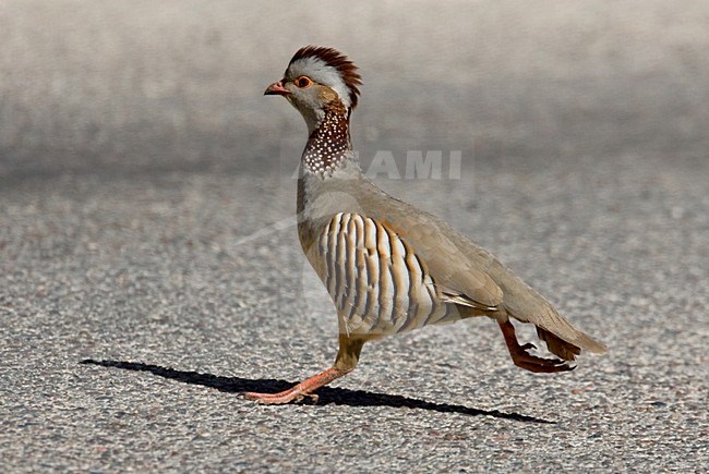 Rennende Barbarijse Patrijs; Running Barbary Partridge stock-image by Agami/Harvey van Diek,