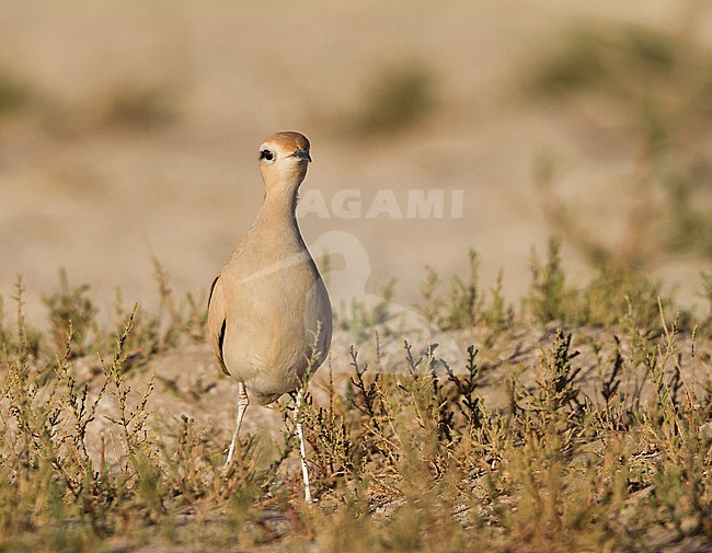Cream-coloured Courser - Rennvogel - Cursorius cursor ssp. cursor, Morocco, adult stock-image by Agami/Ralph Martin,