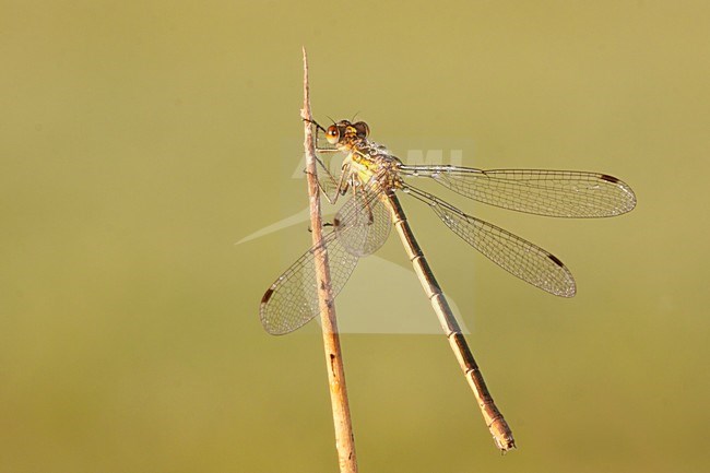 Gewone Pantserjuffer, Emerald Damselfly stock-image by Agami/Theo Douma,