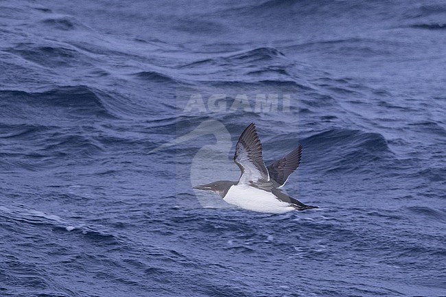 Thick-billed Murre (Uria lomvia arra) flying above the Pacific ocean off the coast of Aomori prefecture in Japan stock-image by Agami/Yann Muzika,