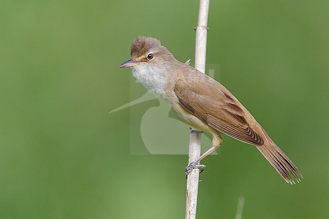 Great Reed Warbler (Acrocephalus arundinaceus), side view of an adult perched on a reed, Campania, Italy stock-image by Agami/Saverio Gatto,