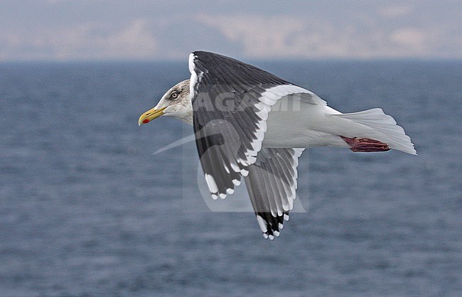 Adult Slaty-backed Gull (Larus schistisagus) wintering in Japan. stock-image by Agami/Pete Morris,