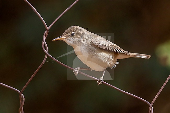 Isabelline Warbler, (Iduna opaca) aka Western Olivaceous Warbler perched on a grid fence in Ouadâne,  Mauritania. stock-image by Agami/Vincent Legrand,