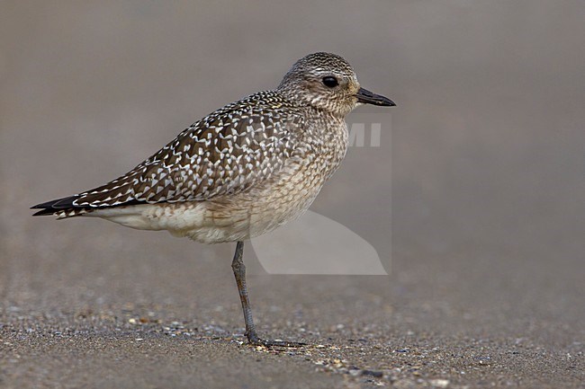 Zilverplevier; Grey Plover stock-image by Agami/Daniele Occhiato,