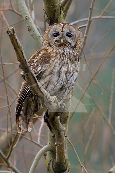 Tawny Owl perched in tree; Bosuil zittend in boom stock-image by Agami/Daniele Occhiato,