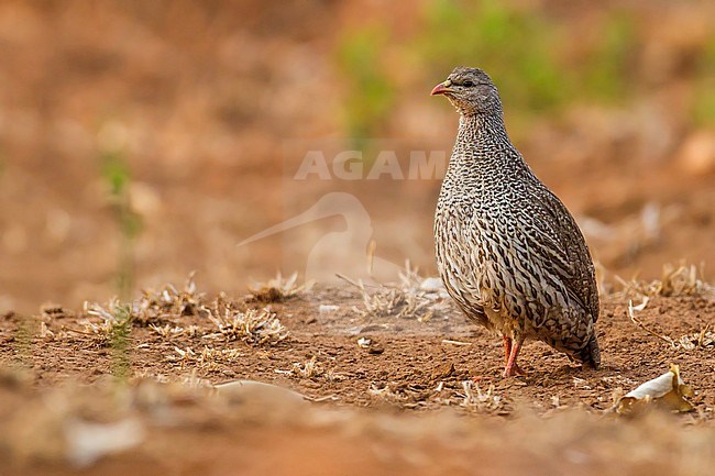 Natal Francolin, Pternistis natalensis stock-image by Agami/Dubi Shapiro,