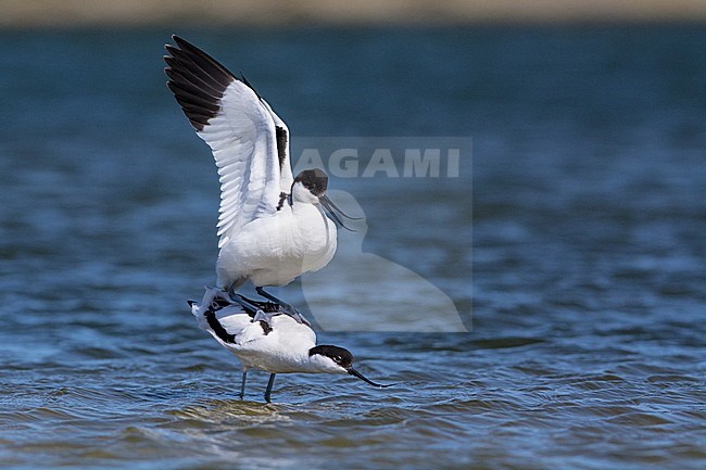 Parende Kluten, Pied Avocets mating stock-image by Agami/Hans Germeraad,