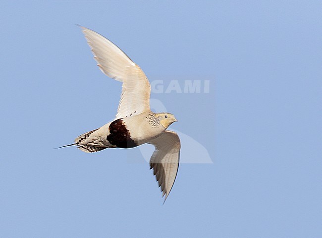 Mannetje Steppehoen in flight, Male Pallas's Sandgrouse in flight stock-image by Agami/Mike Danzenbaker,