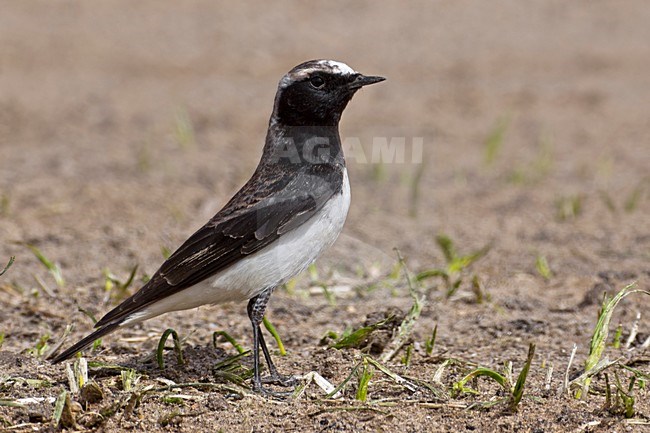 Bonte Tapuit, Pied Wheatear stock-image by Agami/Daniele Occhiato,