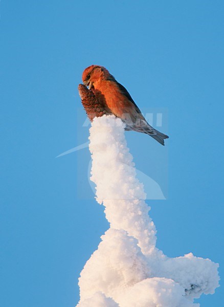 Mannetje Kruisbek met sparrekegel in de winter;  Male Red Crossbill with spruce cone in winter stock-image by Agami/Markus Varesvuo,