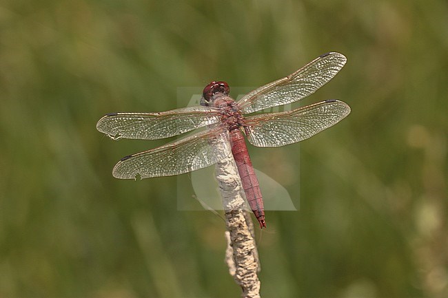 Mannetje Rode korenbout, Male Red Chaser stock-image by Agami/Paul Schrijvershof,