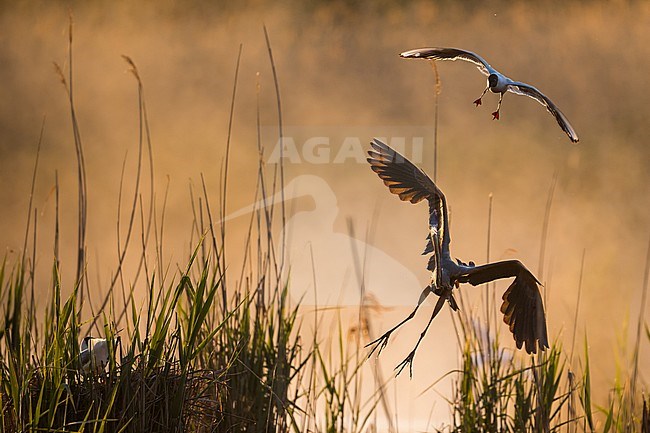 Adult Purple Heron (Ardea purpurea purpurea) in a breeding colony at its nest in Germany (Baden-Württemberg). IN flight. stock-image by Agami/Ralph Martin,