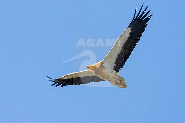 Egyptian Vulture (Neophron percnopterus), adult in flight seen from below, Basilicata, Italy stock-image by Agami/Saverio Gatto,
