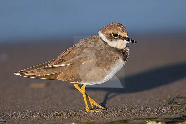 Little Ringed Plover, Juvenile standing on the beach, Campania, Italy (Charadrius dubius) stock-image by Agami/Saverio Gatto,