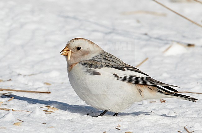 Sneeuwgors in winterkleed, Snow Bunting in winterplumage stock-image by Agami/Markus Varesvuo,